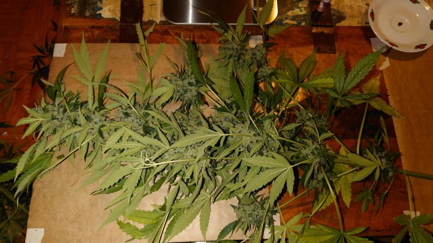 Summer Outdoor / Passion Fruitz Auto. Week 14