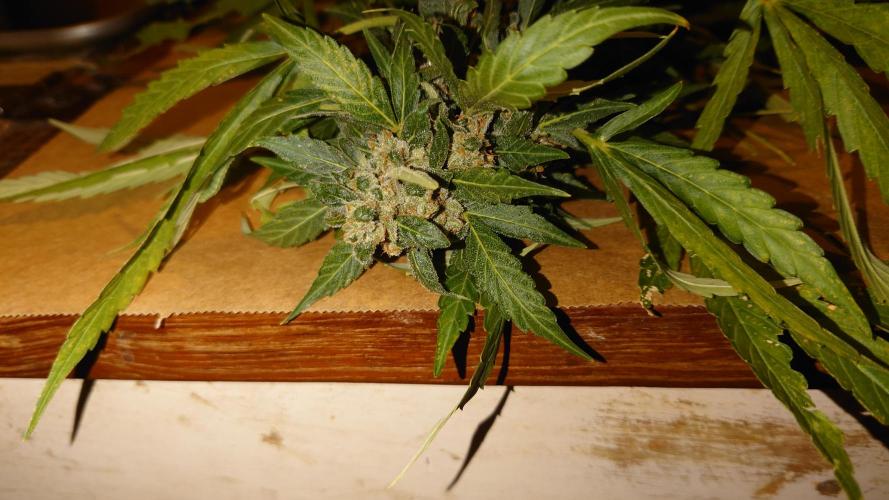 Summer Outdoor / Passion Fruitz Auto. Week 14