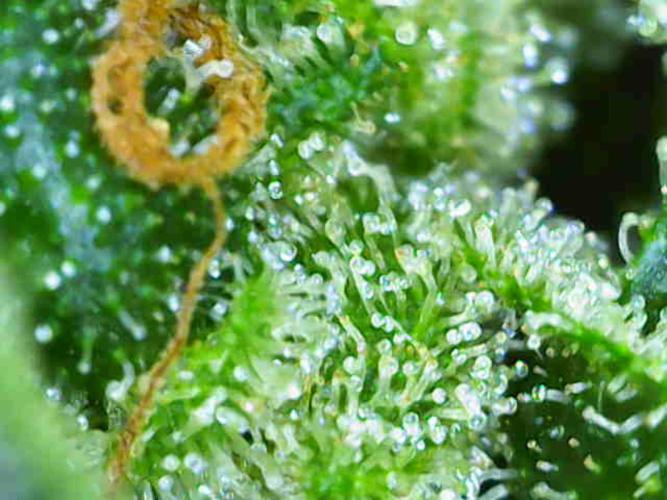 Summer Outdoor / Passion Fruitz Auto. Week 14