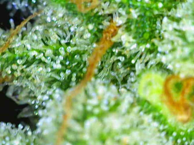 Summer Outdoor / Passion Fruitz Auto. Week 14