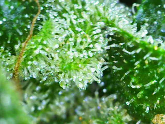 Summer Outdoor / Passion Fruitz Auto. Week 14