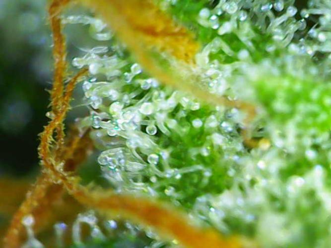 Summer Outdoor / Passion Fruitz Auto. Week 14