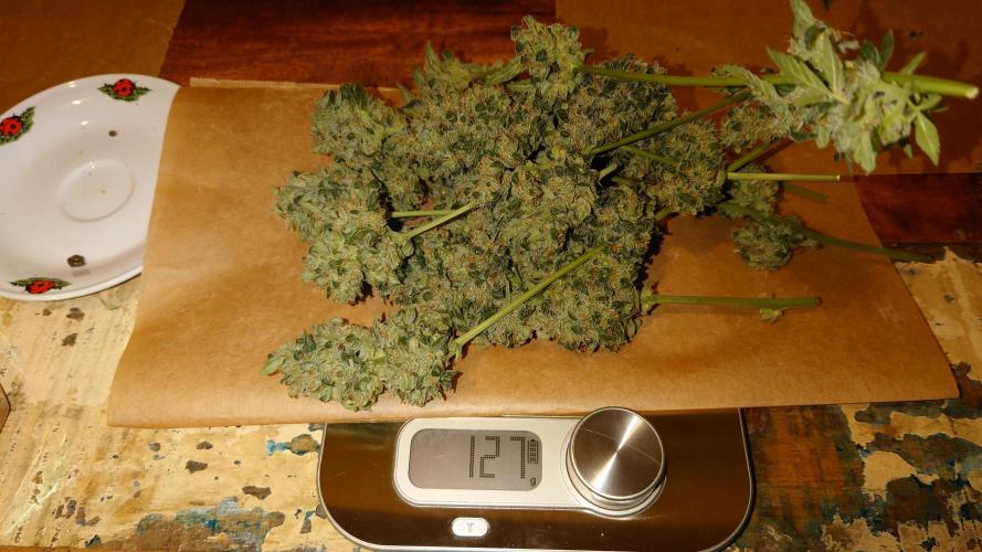 Summer Outdoor / Passion Fruitz Auto. Week 14