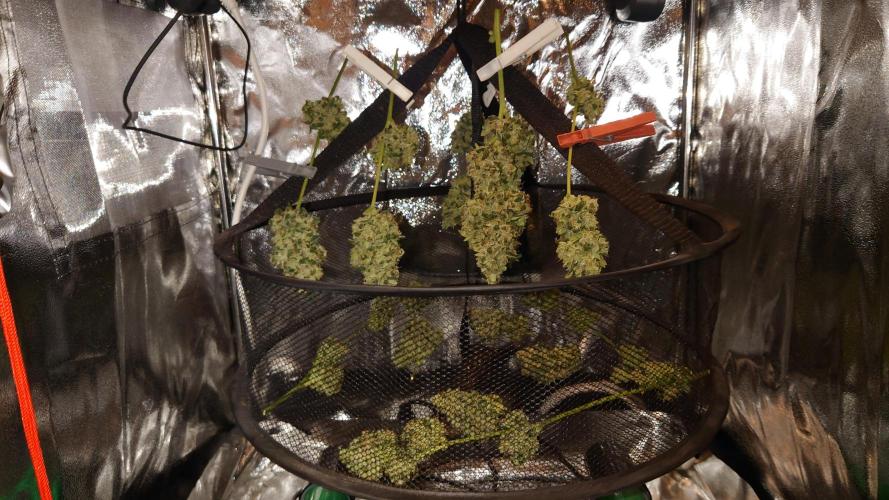 Summer Outdoor / Passion Fruitz Auto. Week 14