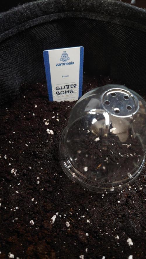 Glitter Bomb - Zamnesia Experimental. Week 0