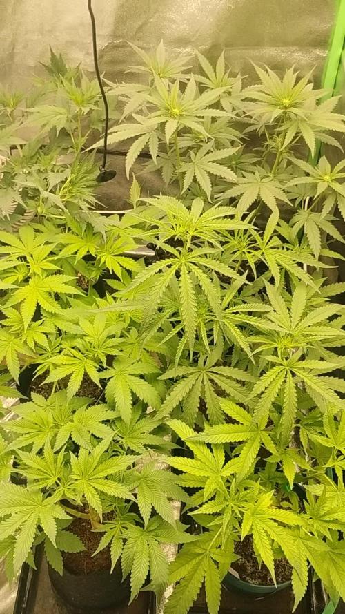 TerpyzEU Limited Reg Mutants +  Sweet Seeds "FAST" genetics