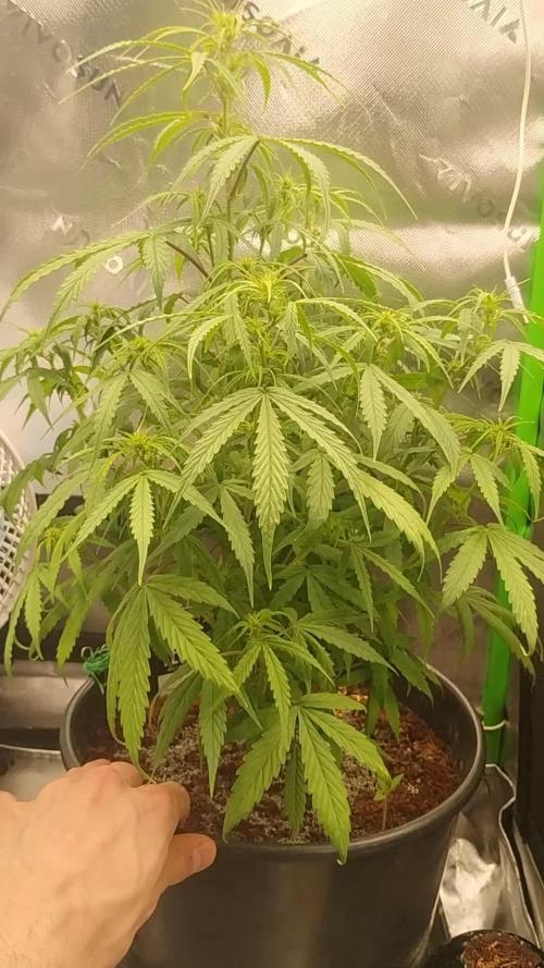 Auto Orange Bud