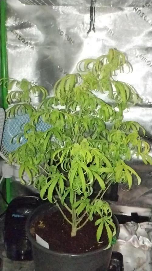 Auto Orange Bud