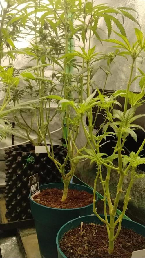 TerpyzEU Limited Reg Mutants +  Sweet Seeds "FAST" genetics