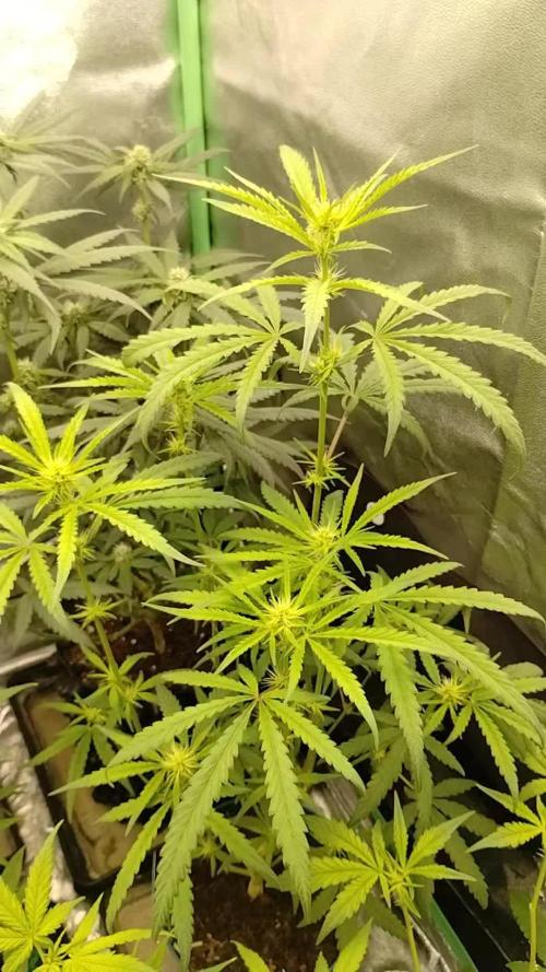 Sour D GPP + Exodus Cheese