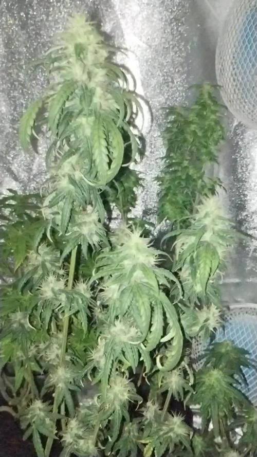 TerpyzEU Limited Reg Mutants +  Sweet Seeds "FAST" genetics