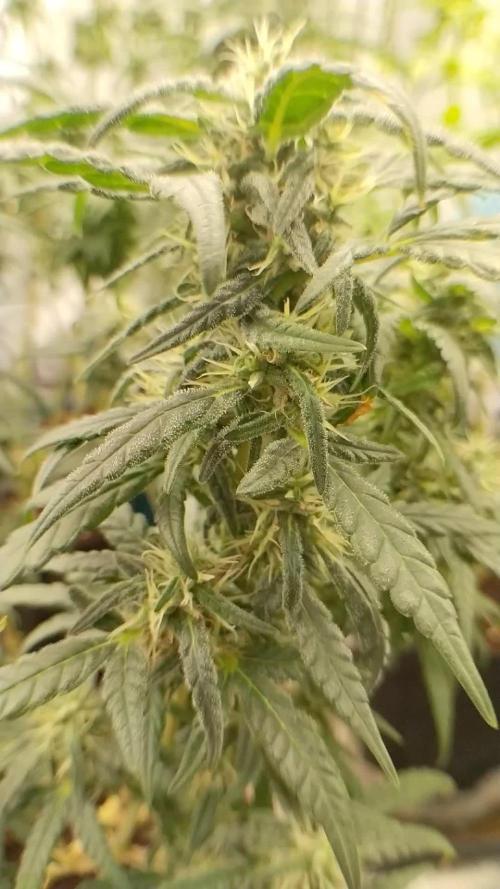 TerpyzEU Limited Reg Mutants +  Sweet Seeds "FAST" genetics