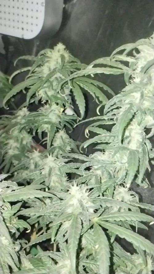TerpyzEU Limited Reg Mutants +  Sweet Seeds "FAST" genetics