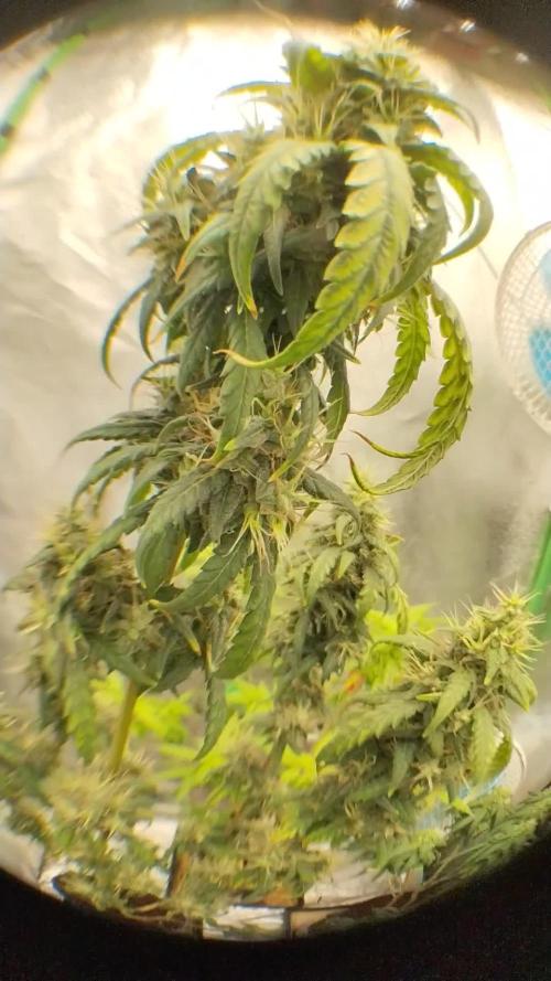 Sour D GPP + Exodus Cheese