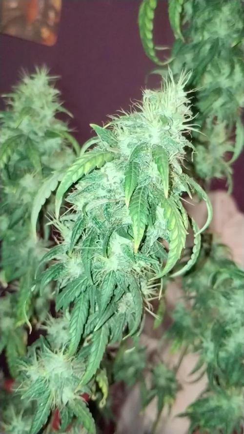 TerpyzEU Limited Reg Mutants +  Sweet Seeds "FAST" genetics