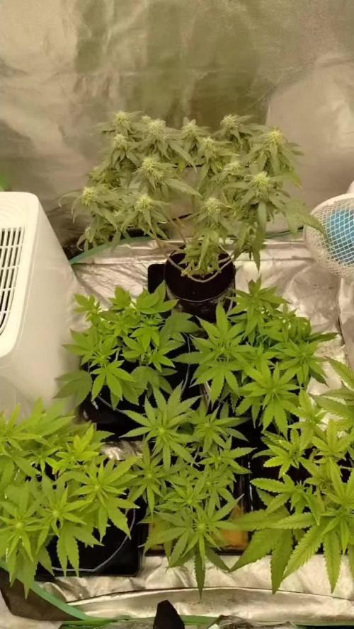 Sour D GPP + Exodus Cheese