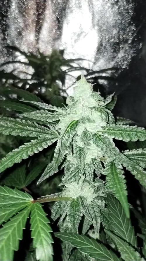 GHSc + Sweet genetics