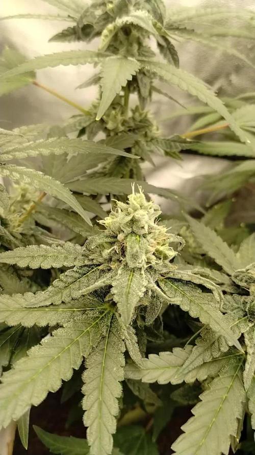 GHSc + Sweet genetics