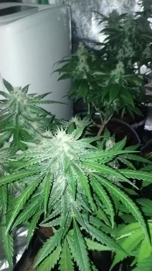 GHSc + Sweet genetics