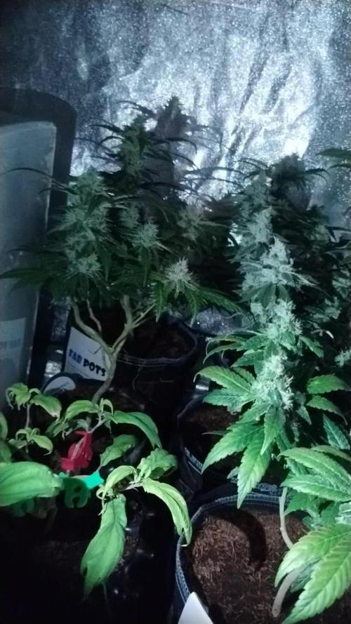 GHSc + Sweet genetics