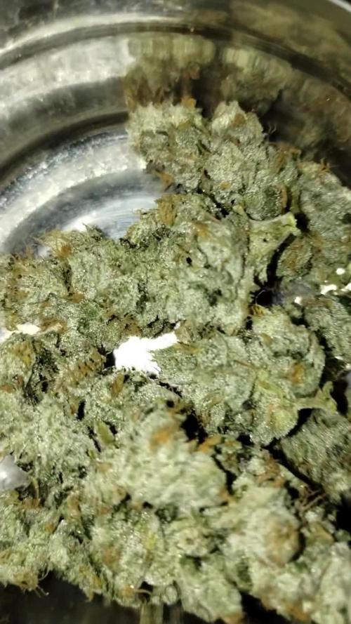 GHSc + Sweet genetics