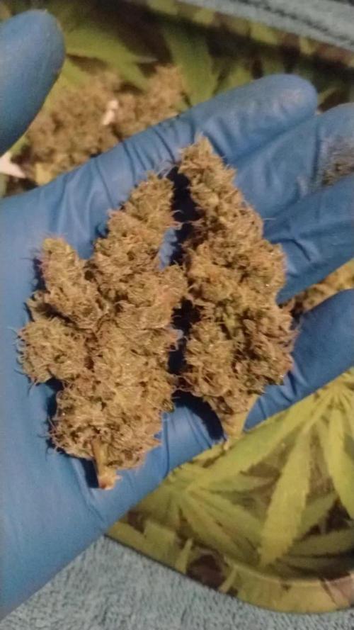 GHSc + Sweet genetics