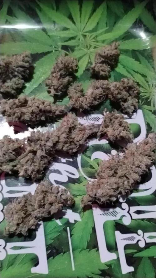 GHSc + Sweet genetics