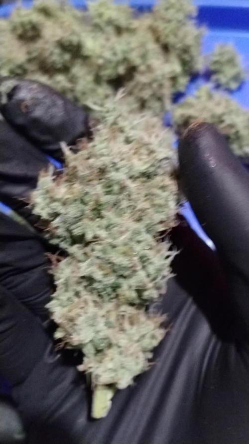 GHSc + Sweet genetics