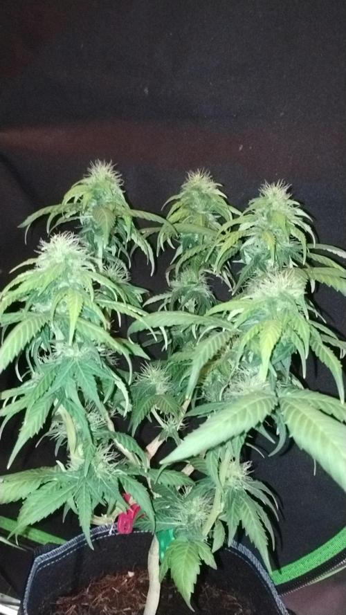 Qandahar Land race. Week 4