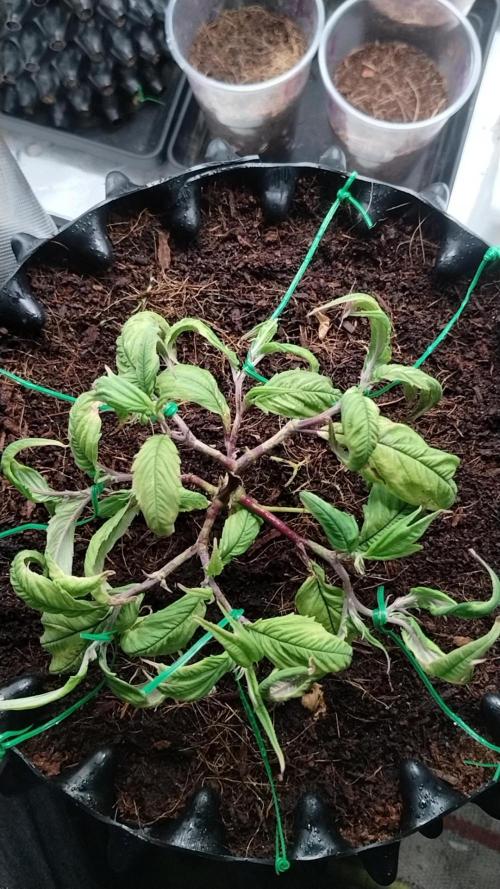 First Project. Week 9