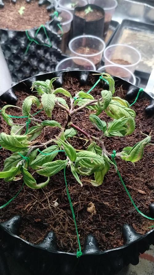 First Project. Week 9