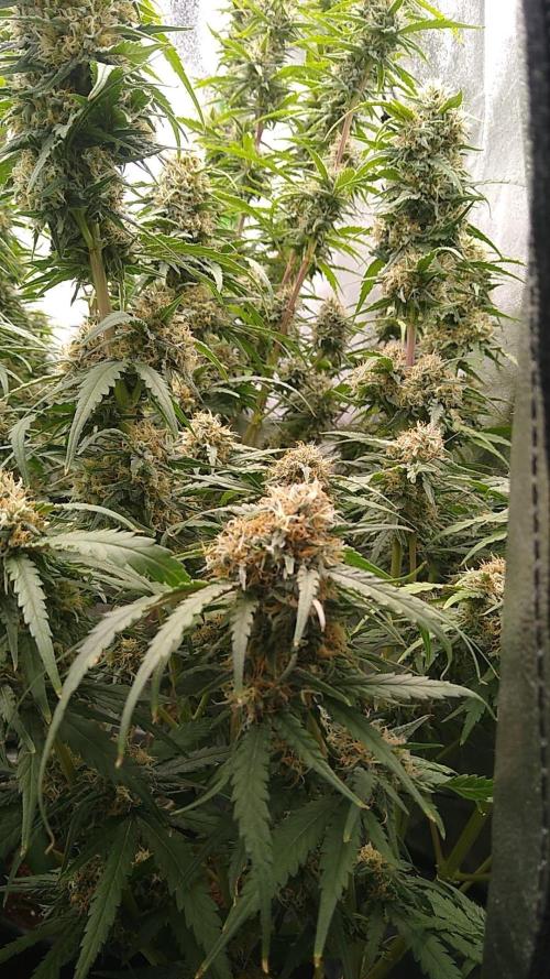 Somango + Critical. Week 9