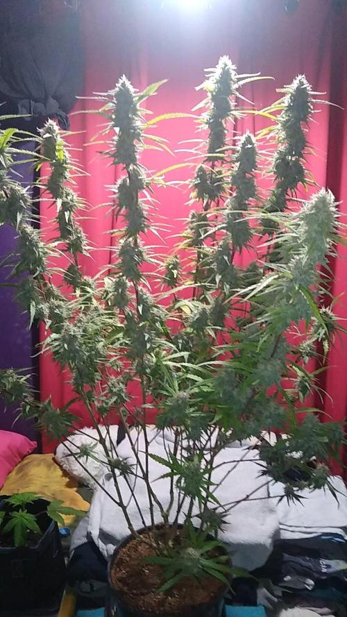 Somango + Critical. Week 9