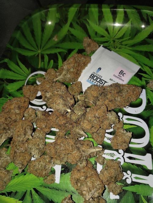 Somango + Critical. Week 10