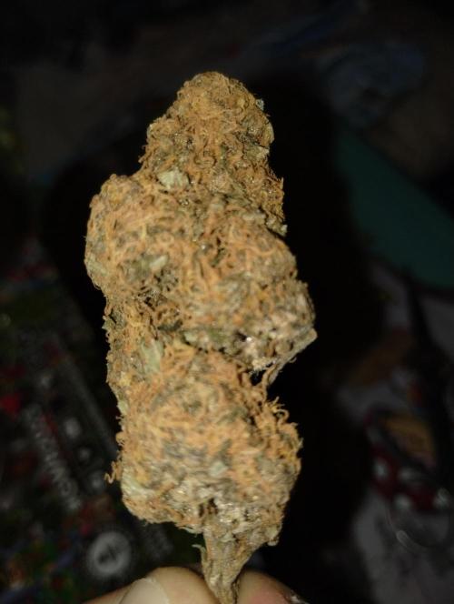 Somango + Critical. Week 10