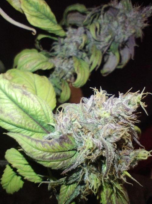 Terpyz - Blueberry Lime Kush AD. Week 8 - Pheno 1