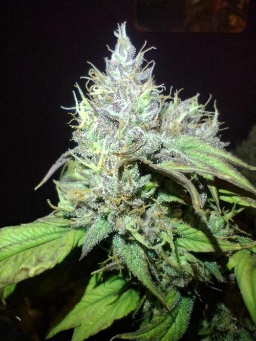 Terpyz - Blueberry Lime Kush AD. Week 8 - Pheno 1