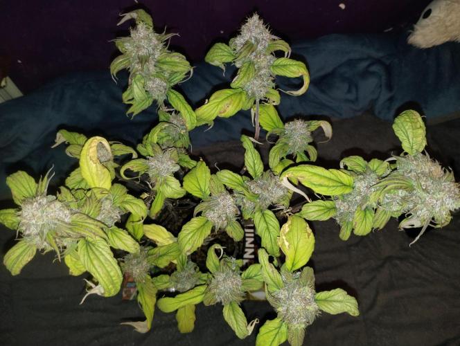 Terpyz - Blueberry Lime Kush AD. Week 8 - Pheno 1