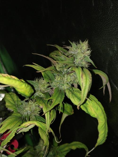 Terpyz - Blueberry Lime Kush AD. Week 8 - Pheno 1