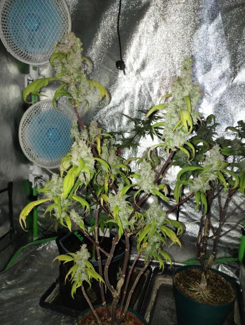 Terpyz - Blueberry Lime Kush AD. Week 8 - Pheno 2 (selection)