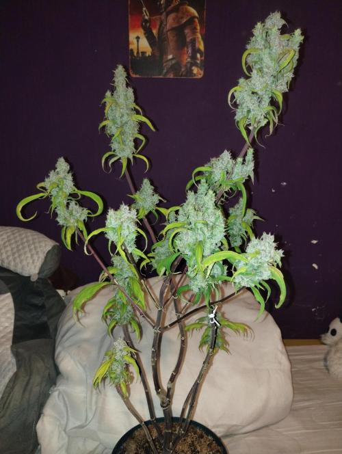 Terpyz - Blueberry Lime Kush AD. Week 8 - Pheno 2 (selection)