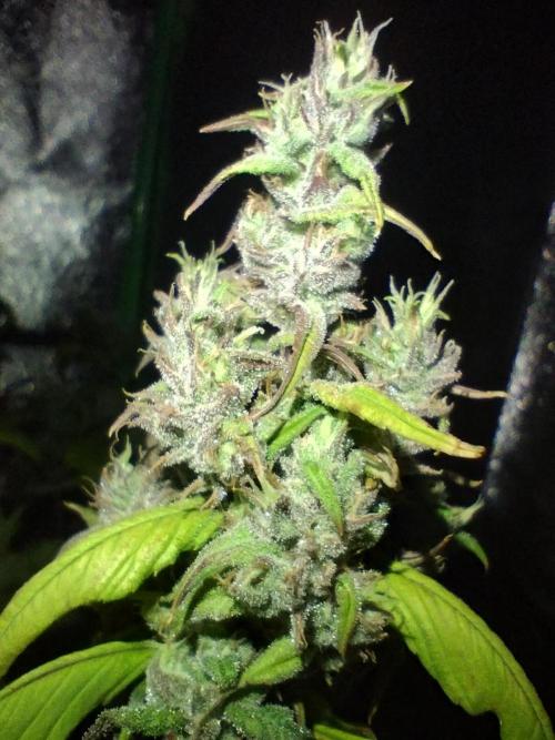 Terpyz - Blueberry Lime Kush AD. Week 8