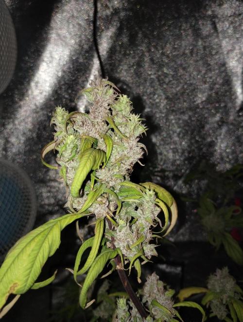 Terpyz - Blueberry Lime Kush AD. Week 8