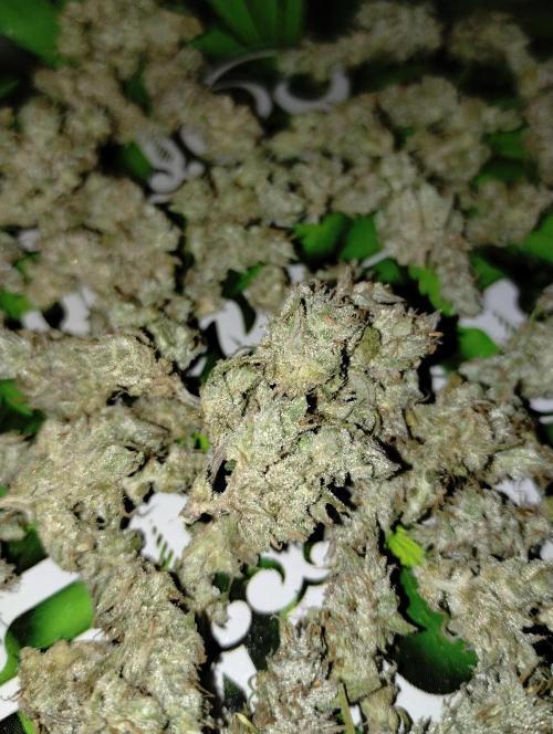 Terpyz - Blueberry Lime Kush AD. Week 9