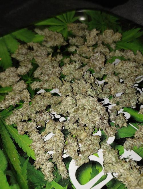 Terpyz - Blueberry Lime Kush AD. Week 9