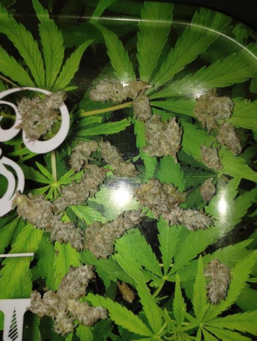 Terpyz - Blueberry Lime Kush AD. Week 9