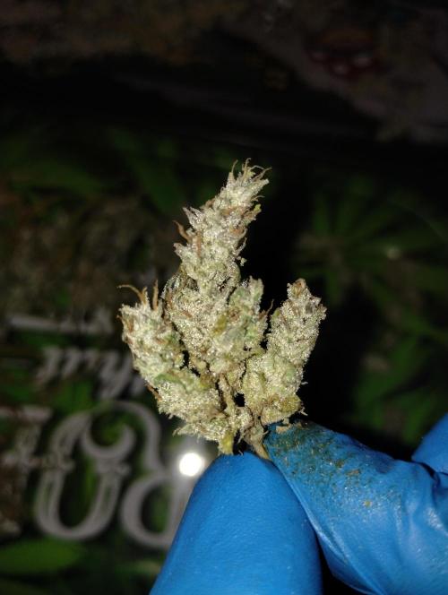 Terpyz - Blueberry Lime Kush AD. Week 9