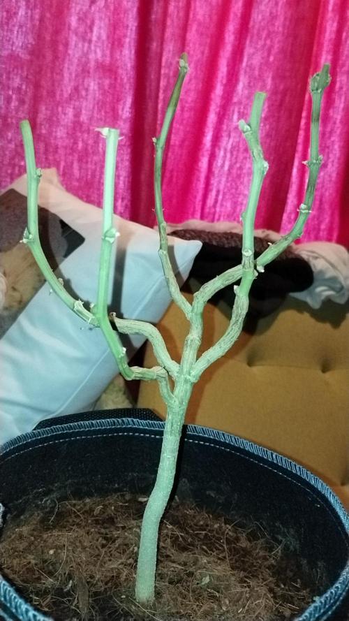 Qandahar Land race. Week 7