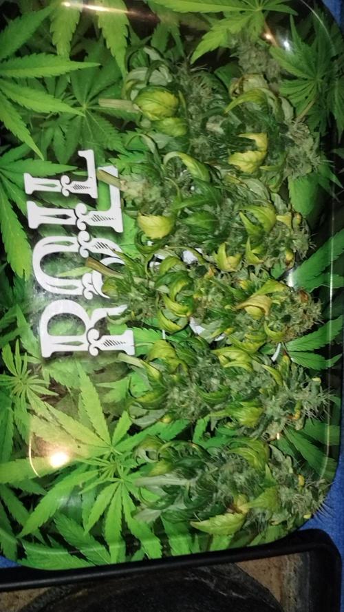 Qandahar Land race. Week 7