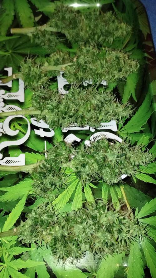 Qandahar Land race. Week 7